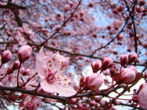 20100316　桜咲く